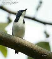 Image of Ultramarine Flycatcher