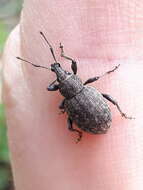 Image of lovage weevil