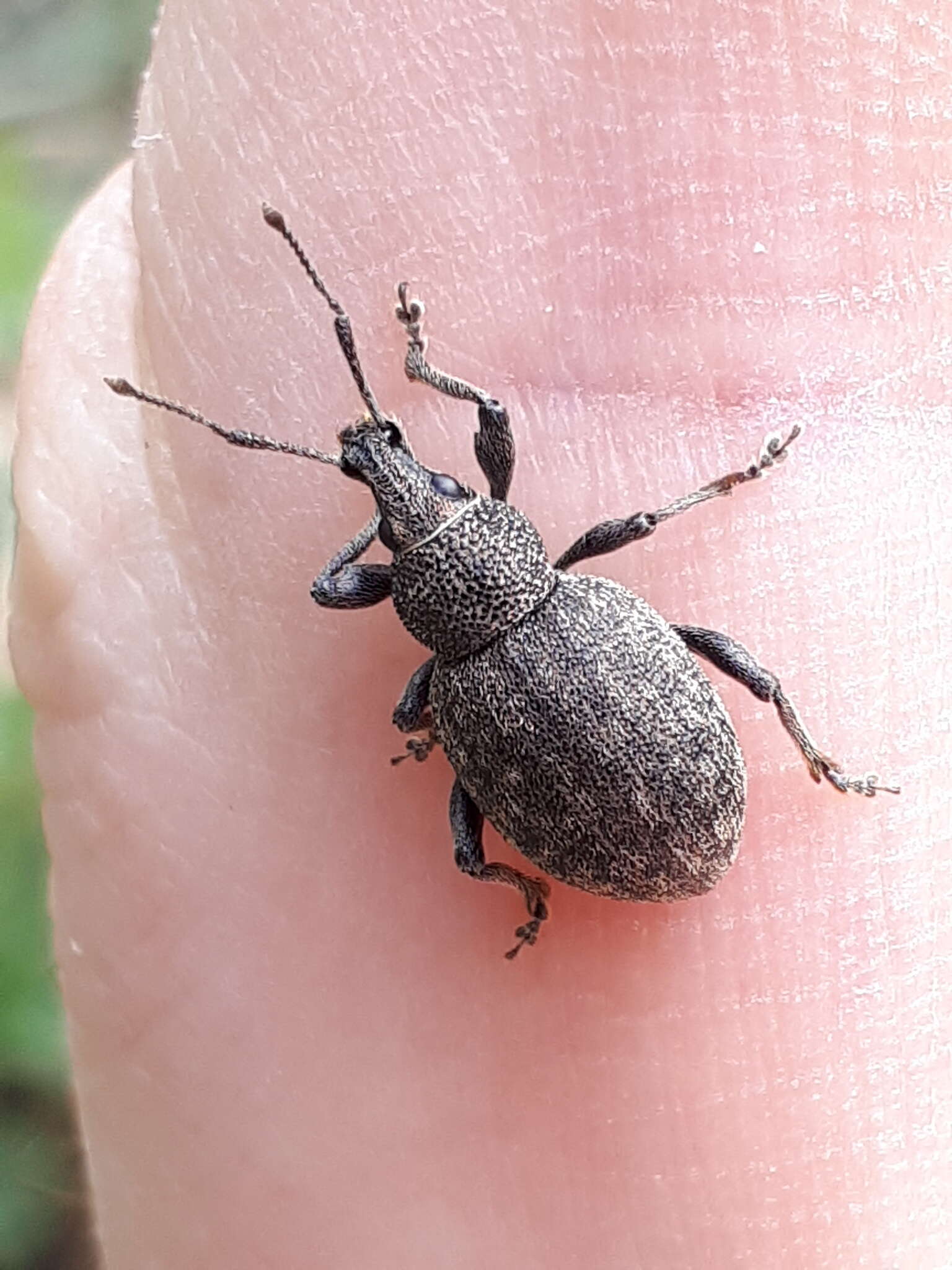 Image of lovage weevil