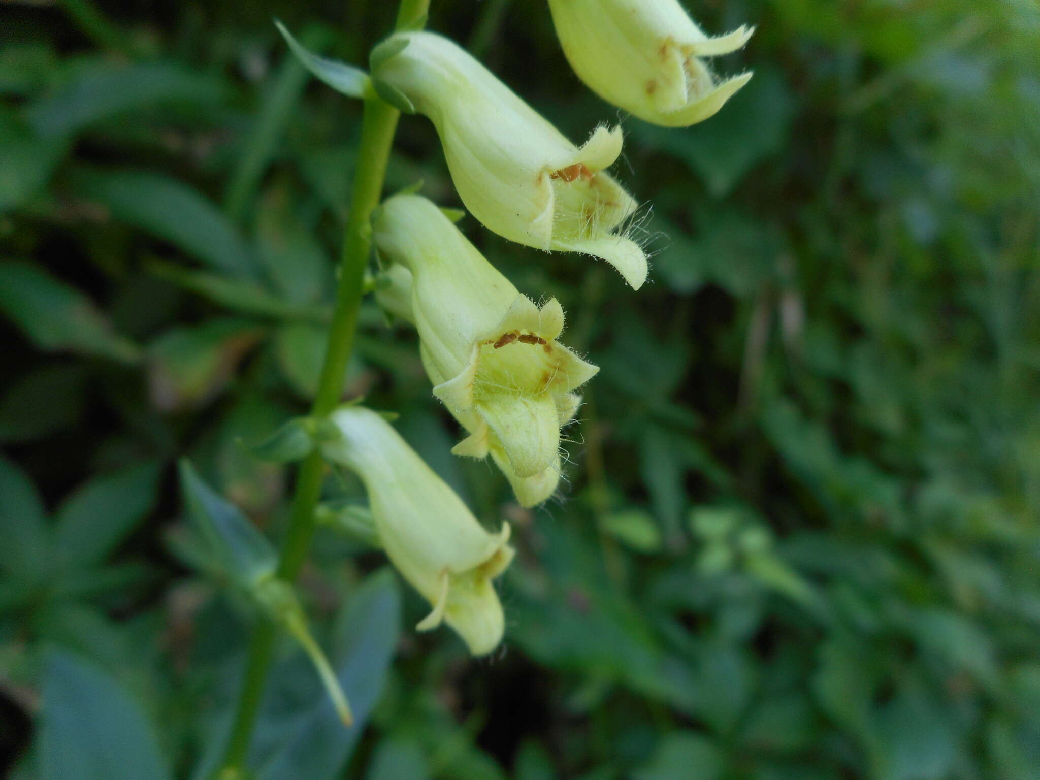 Imagem de Digitalis lutea subsp. lutea
