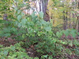 Image of Japanese Tree Lilac