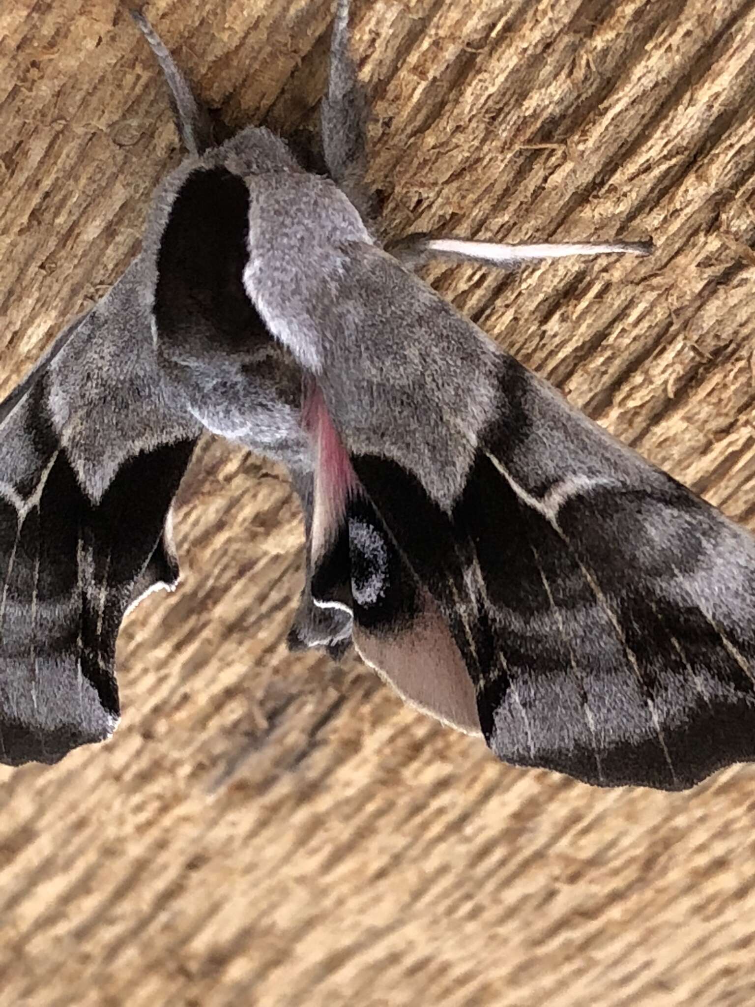 Image of One-eyed Sphinx, Eyed Hawk-moth