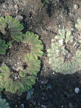 Image of Riccia campbelliana M. Howe