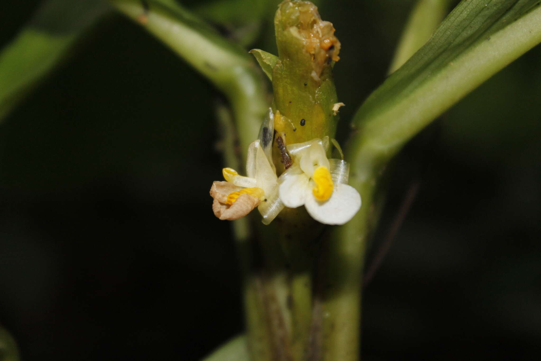 Image of Hylaeanthe unilateralis (Poepp. & Endl.) A. M. E. Jonker & Jonker