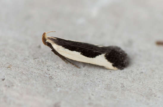 Image of Buffy Dichomeris Moth