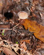 Image of Mycena cystidiosa (G. Stev.) E. Horak 1971