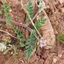 Image of Astragalus echinatus Murray