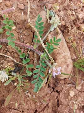 Sivun Astragalus echinatus Murray kuva