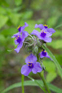 Sivun Tradescantia gigantea Rose kuva