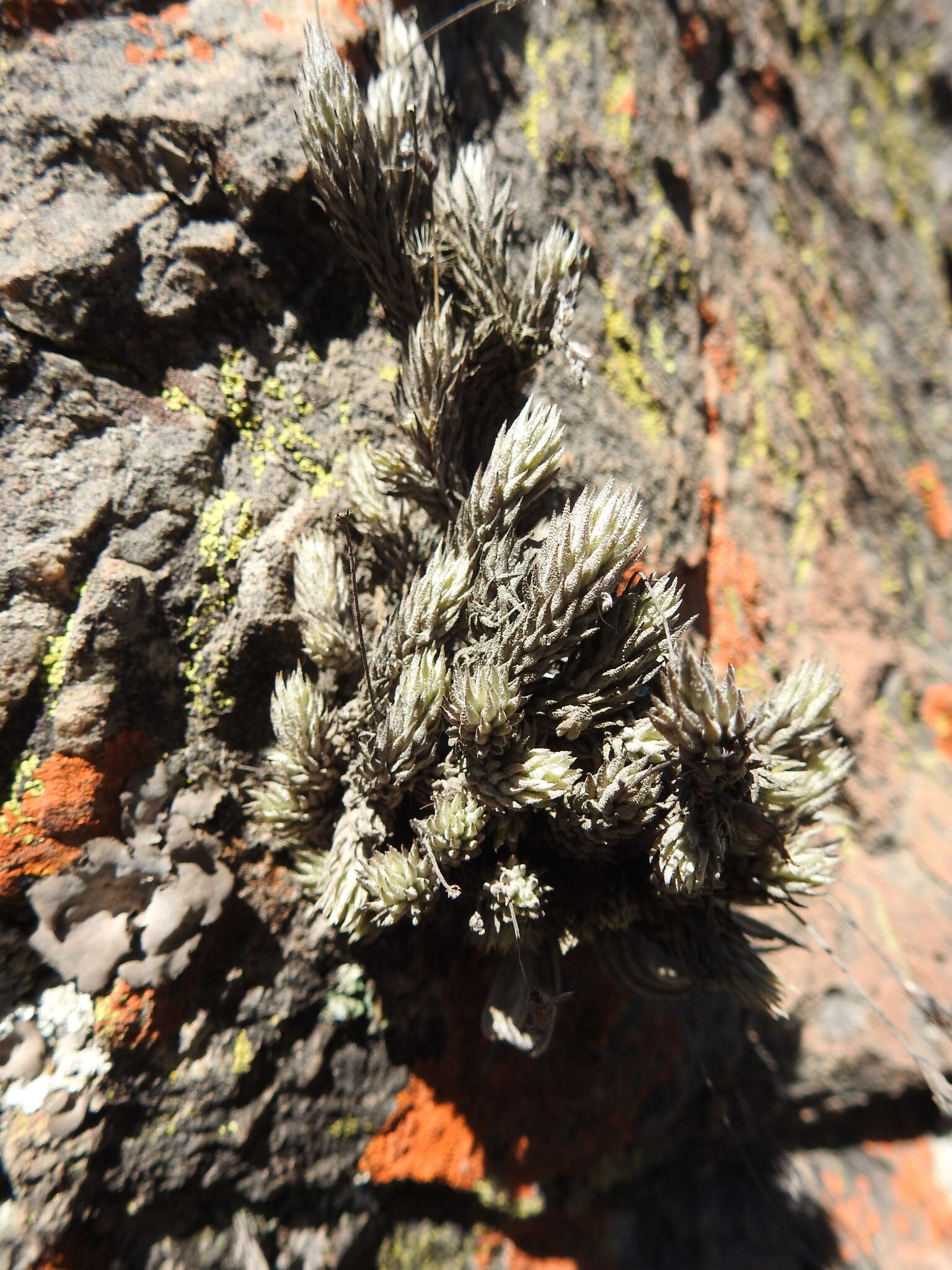 Image of Tillandsia bryoides Griseb. ex Baker