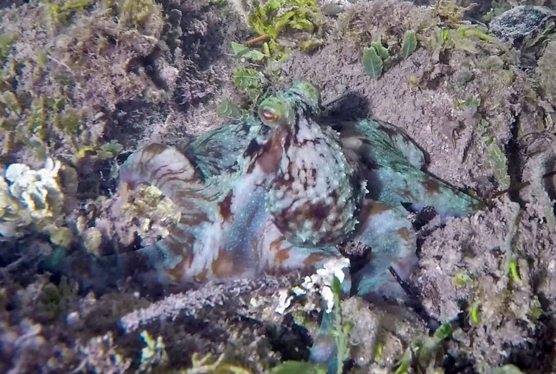 Image of Caribbean reef octopus