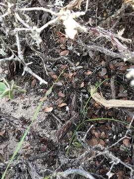 Image of shagbark manzanita