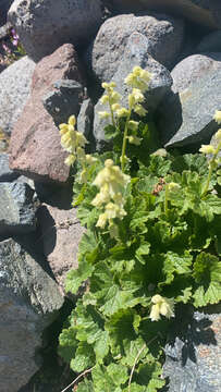 Image of coralbells