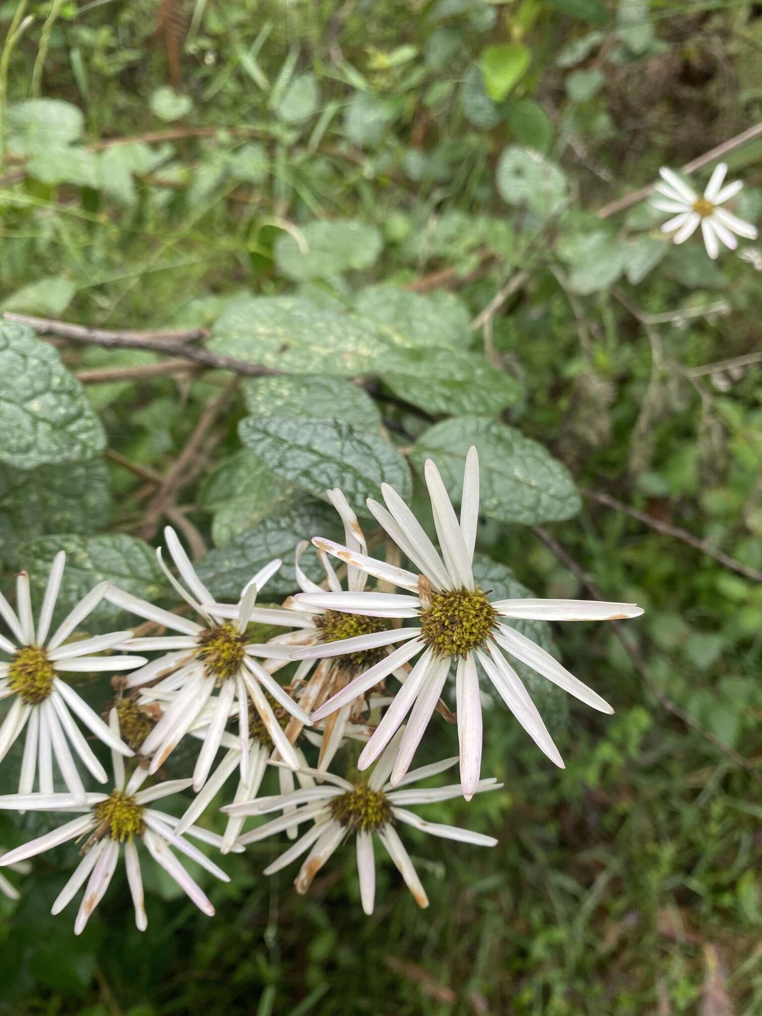 Image of Olearia tomentosa (Wendl.) DC.