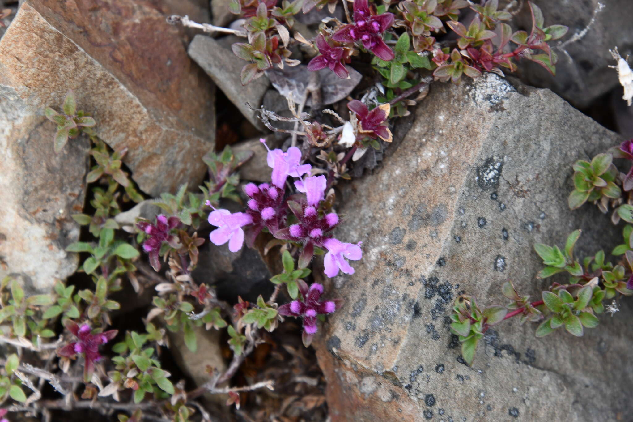 Thymus putoranicus Byczenn. & Kuvaev resmi