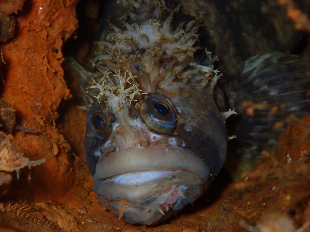 Image of Decorated Warbonnet