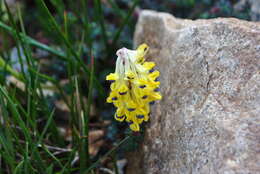 Image of Corydalis hamata Franch.