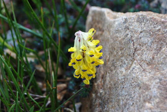 Imagem de Corydalis hamata Franch.