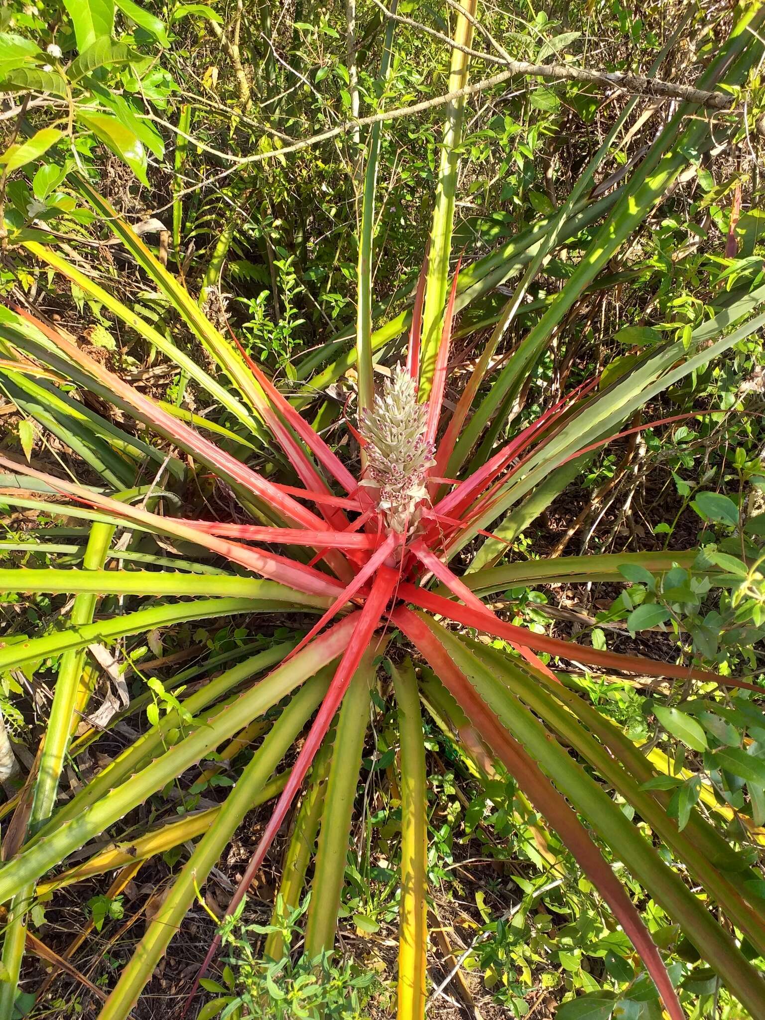 Image of Bromelia balansae Mez