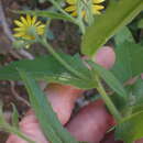 Image of mountain ragwort