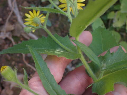 Senecio parryi A. Gray resmi