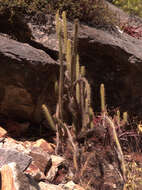 Corryocactus erectus (Backeb.) F. Ritter resmi