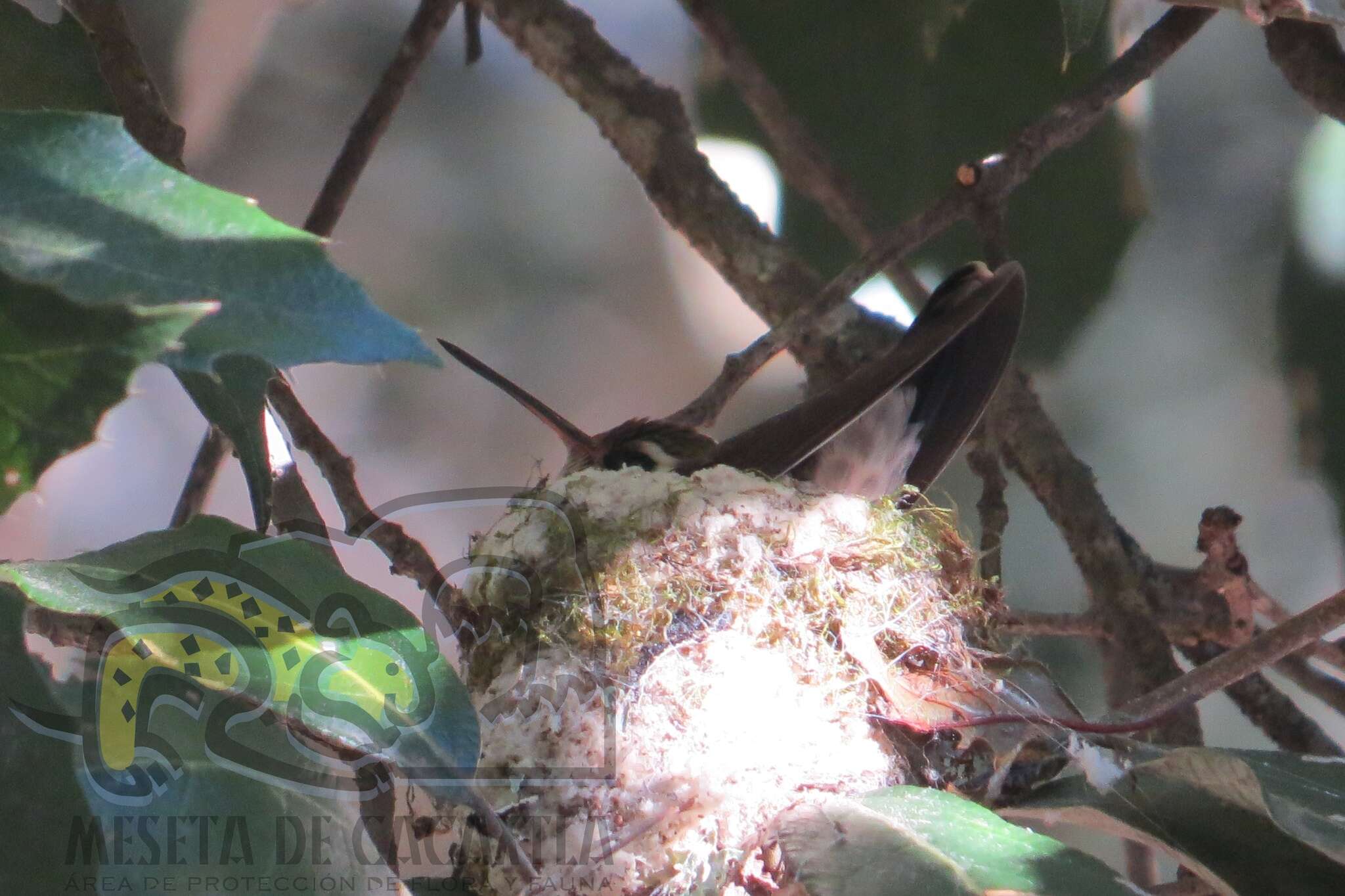 Image of Golden-crowned Emerald