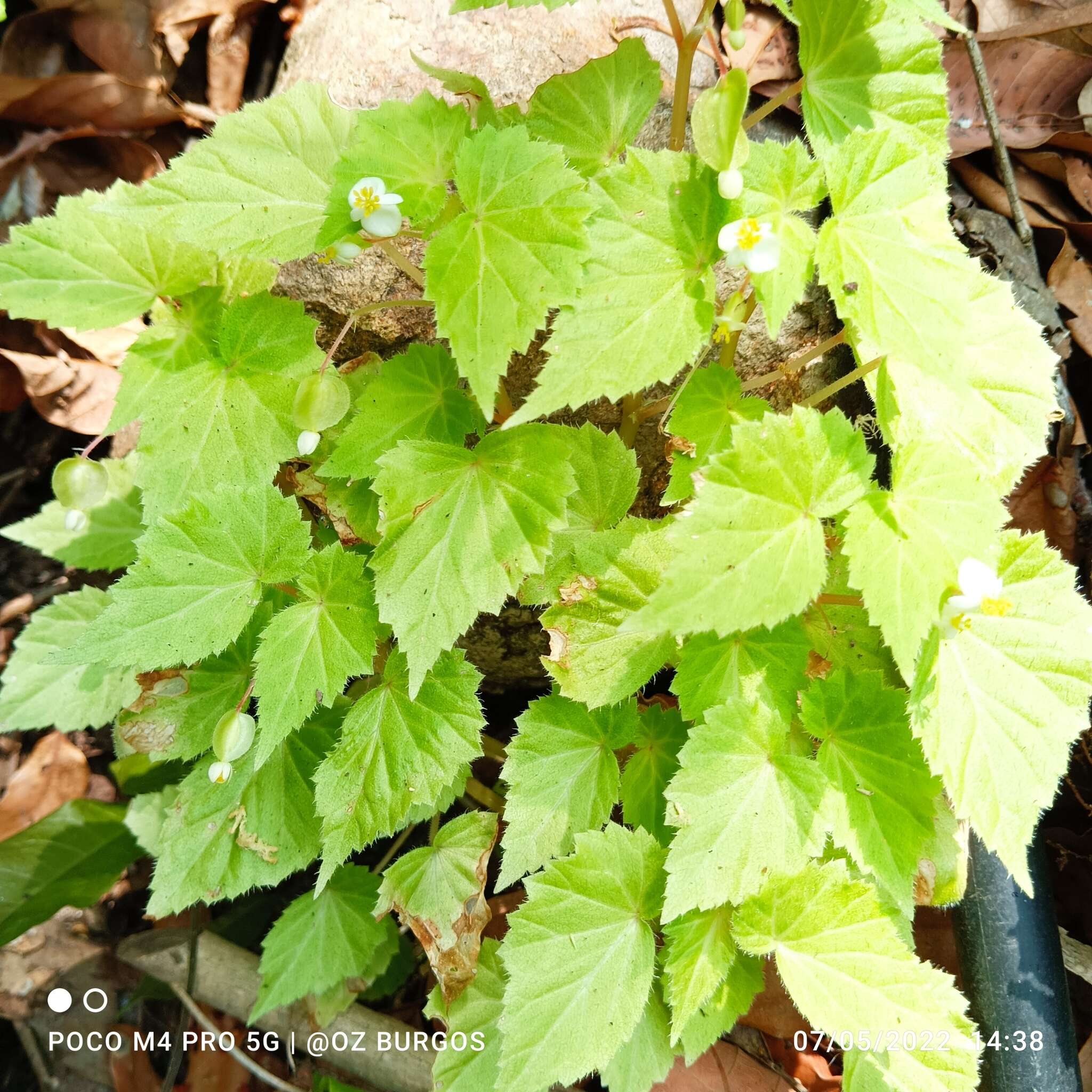 Image of Begonia wallichiana Lehm.