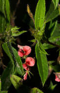 Imagem de Indigofera erythrogramma subsp. lanceolata