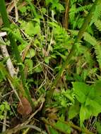 Image of Balbis' Maiden Fern