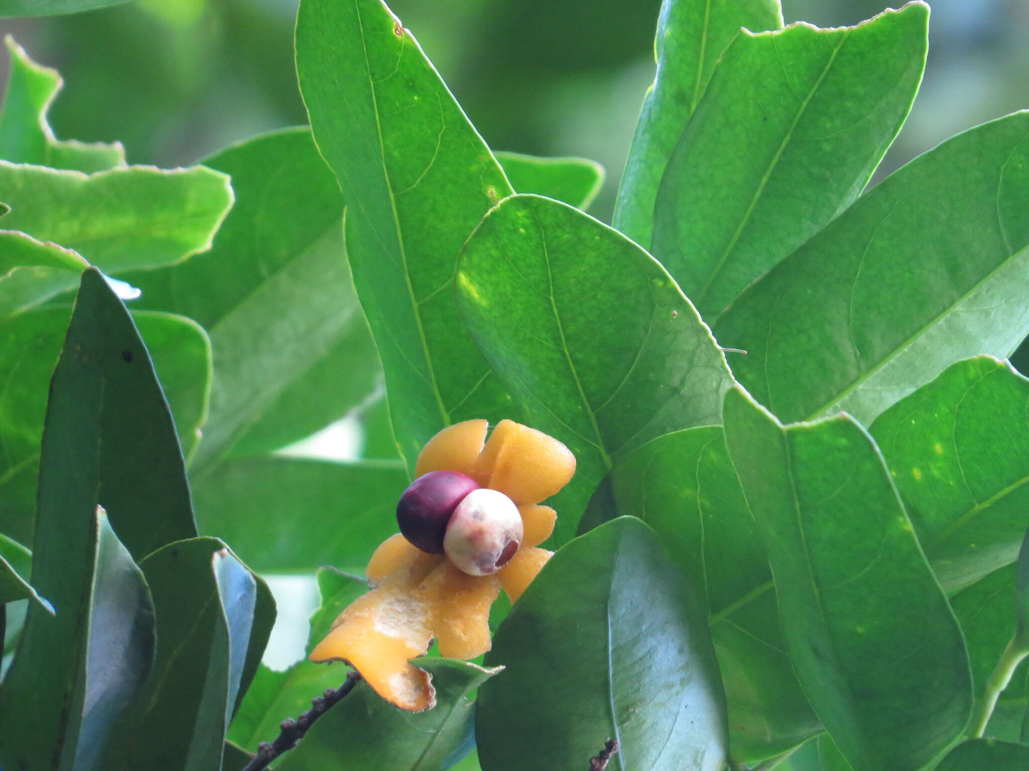 صورة Xanthophyllum octandrum (F. Müll.) Domin