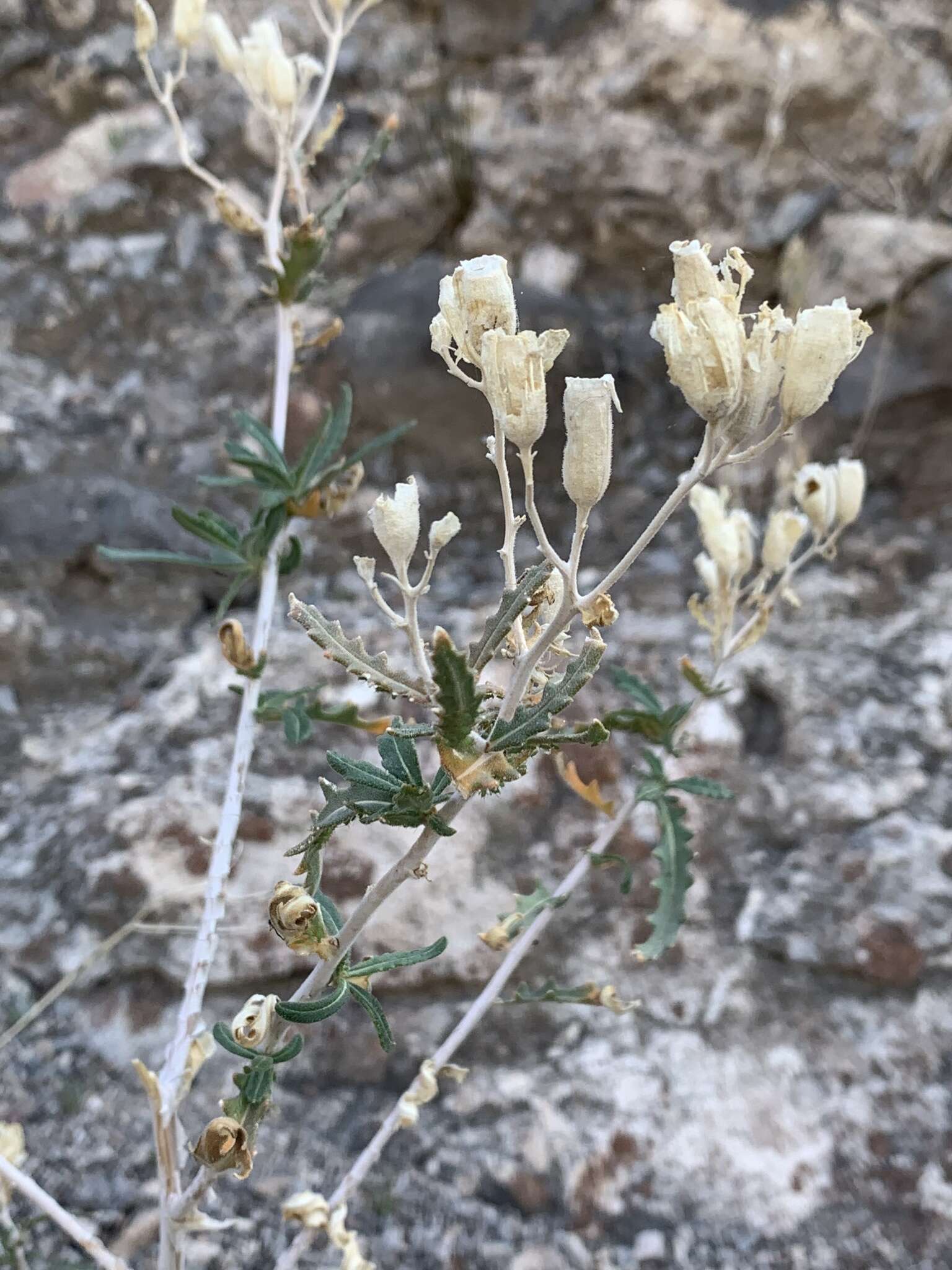 Image of Mentzelia longiloba var. yavapaiensis J. J. Schenk & L. Hufford