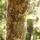 Sivun Tabebuia platyantha (Griseb.) Britton kuva