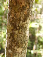 صورة Tabebuia platyantha (Griseb.) Britton