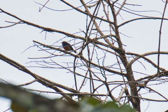 Image of Scarlet-breasted Dacnis