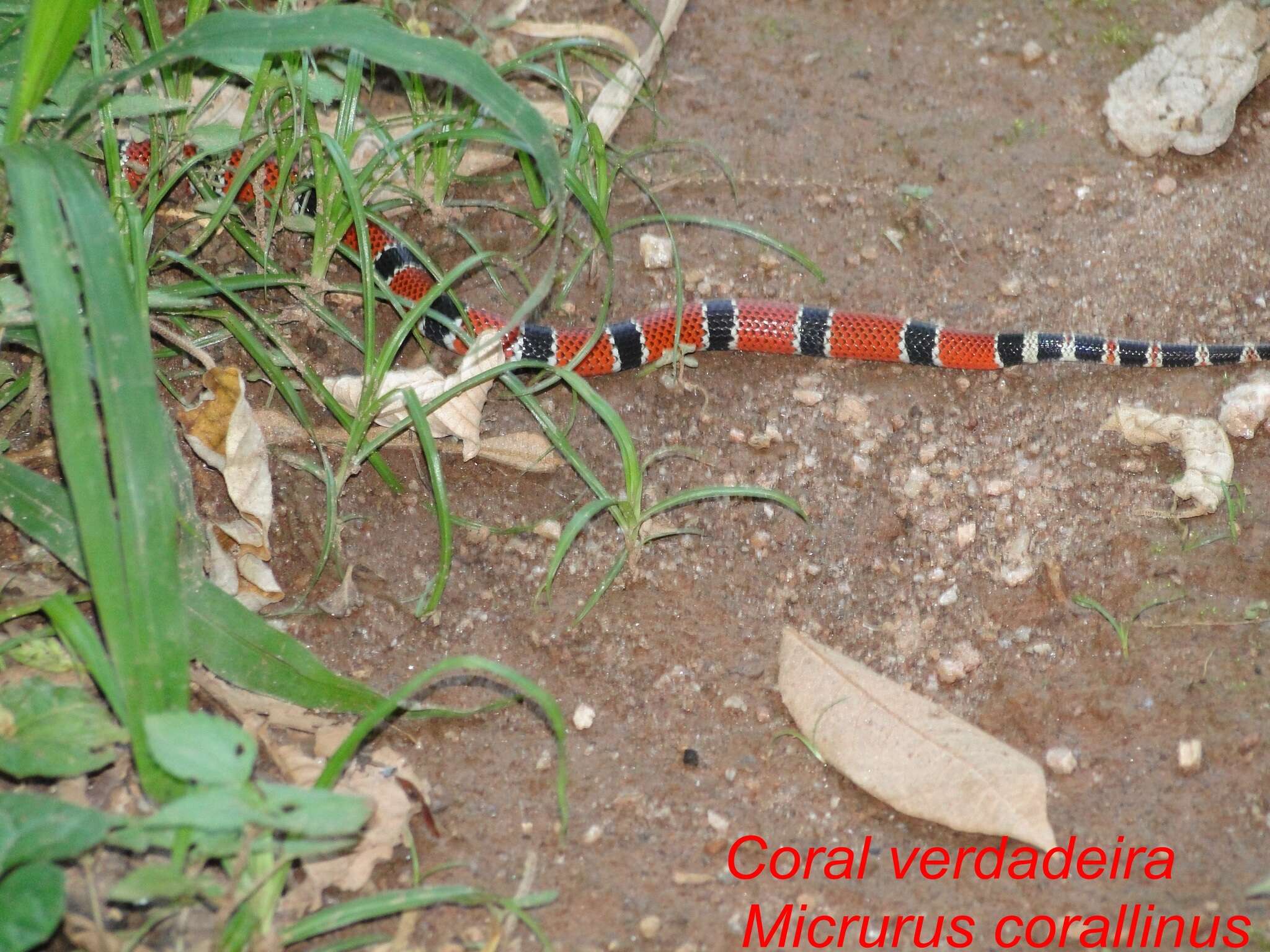 Imagem de Micrurus corallinus (Merrem 1820)