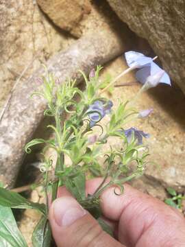 Image of Eranthemum capense L.