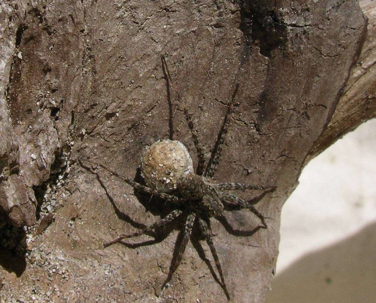 Image of Pardosa xerampelina (Keyserling 1877)