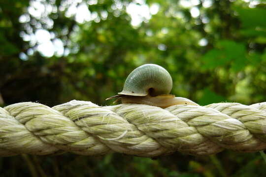 صورة Leptopoma perlucidum (Grateloup 1840)