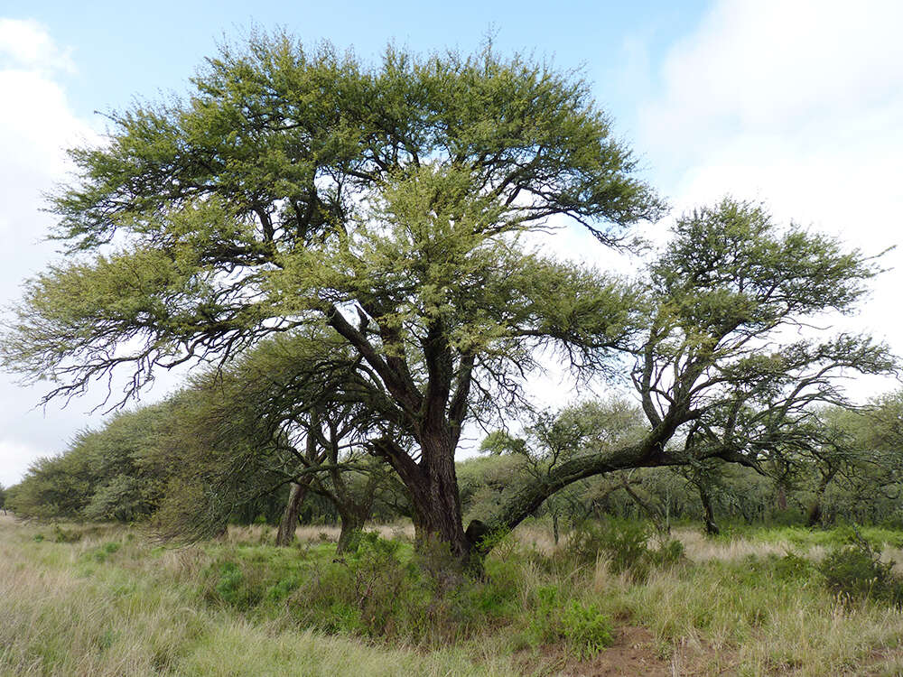 Image of Mesquite