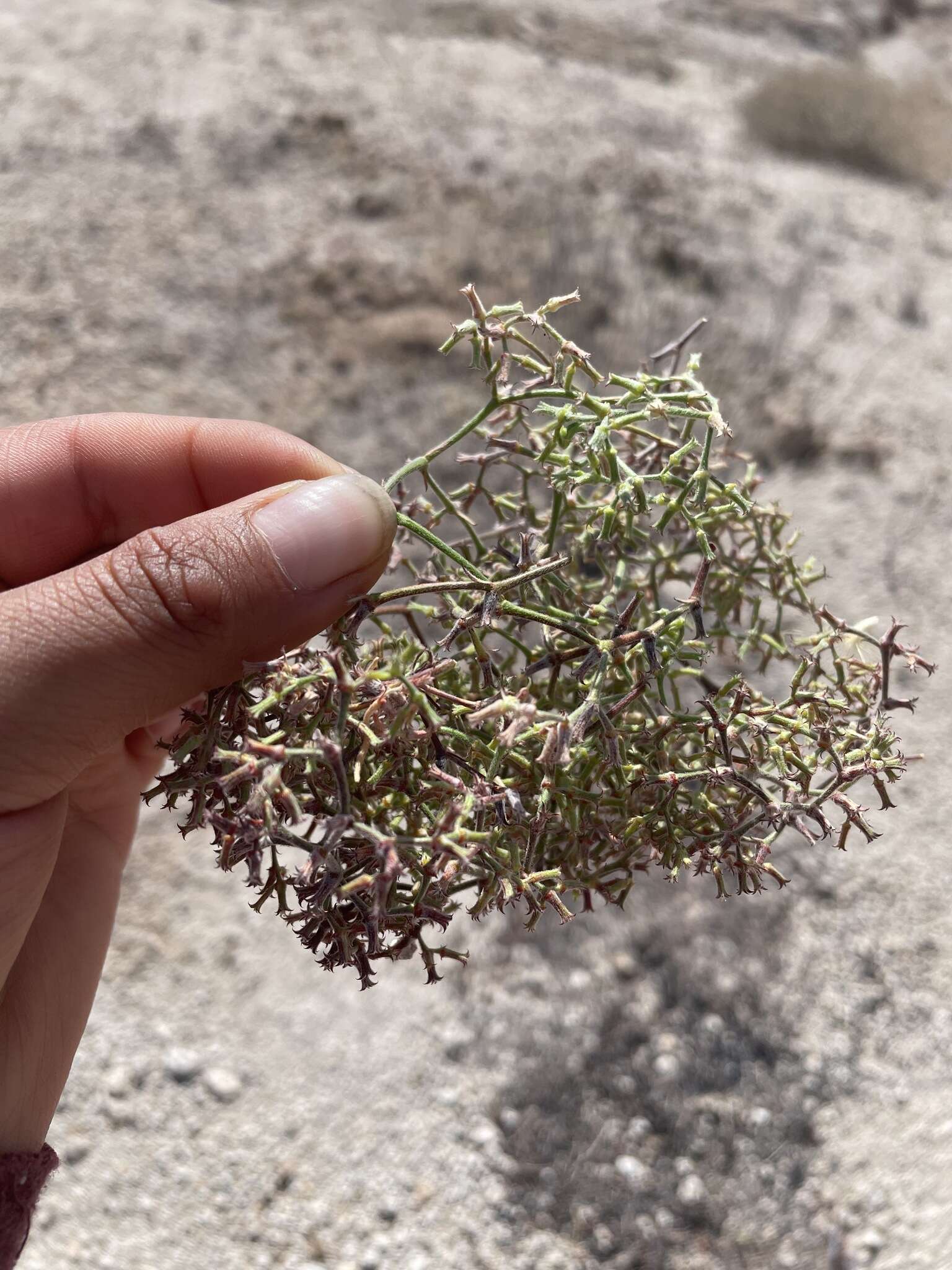 Image of Chorizanthe commisuralis Remy