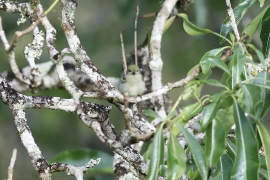 Image of Moustached Tinkerbird