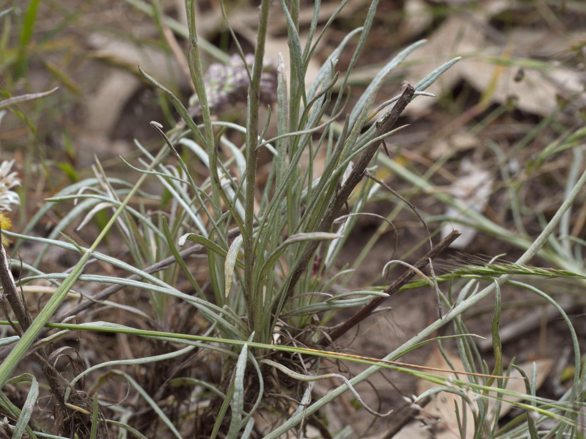 Image of Leucochrysum albicans subsp. tricolor (DC.) N. G. Walsh