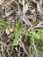 Image de Dodonaea humilis Endl.