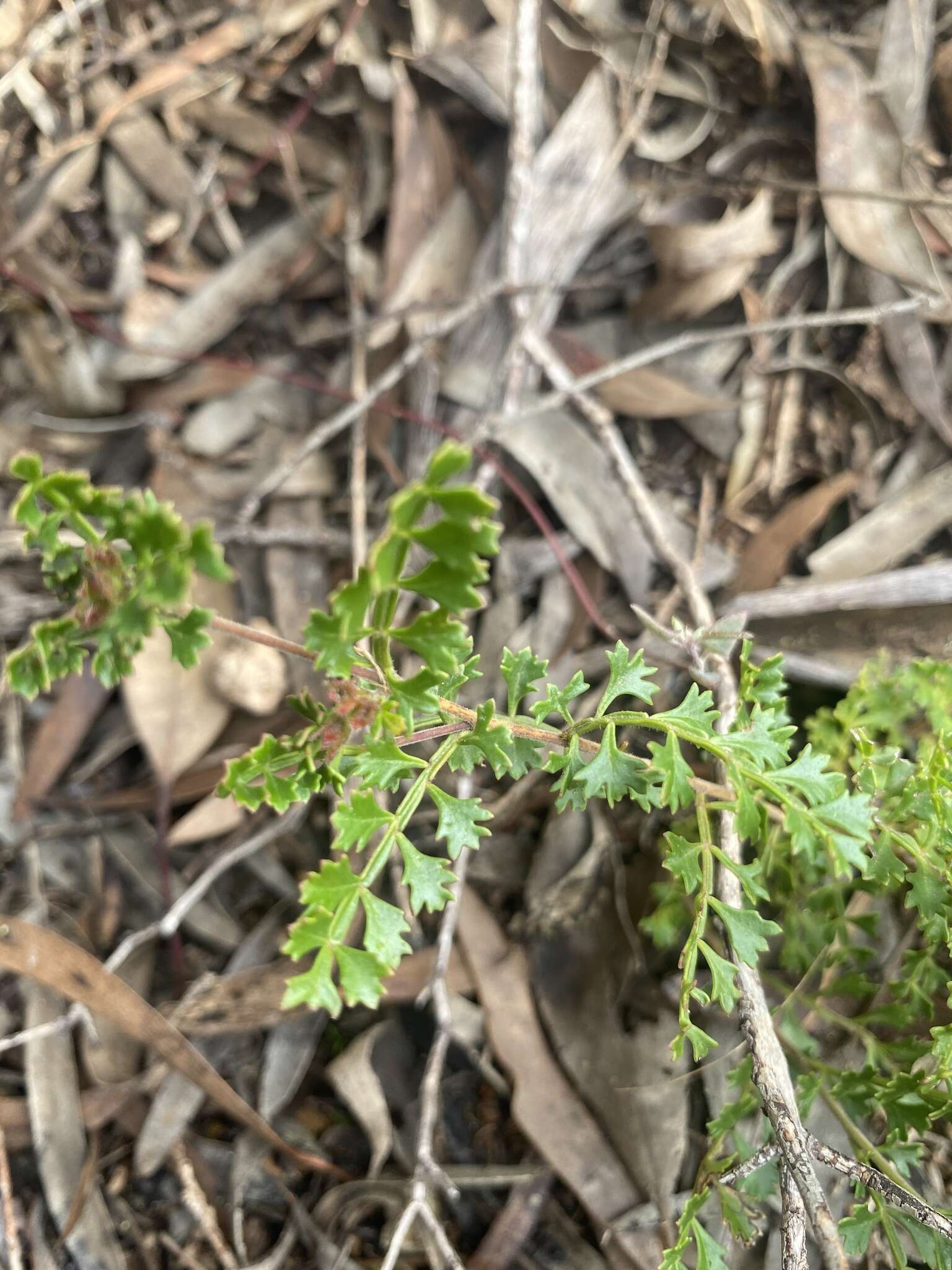 Image de Dodonaea humilis Endl.