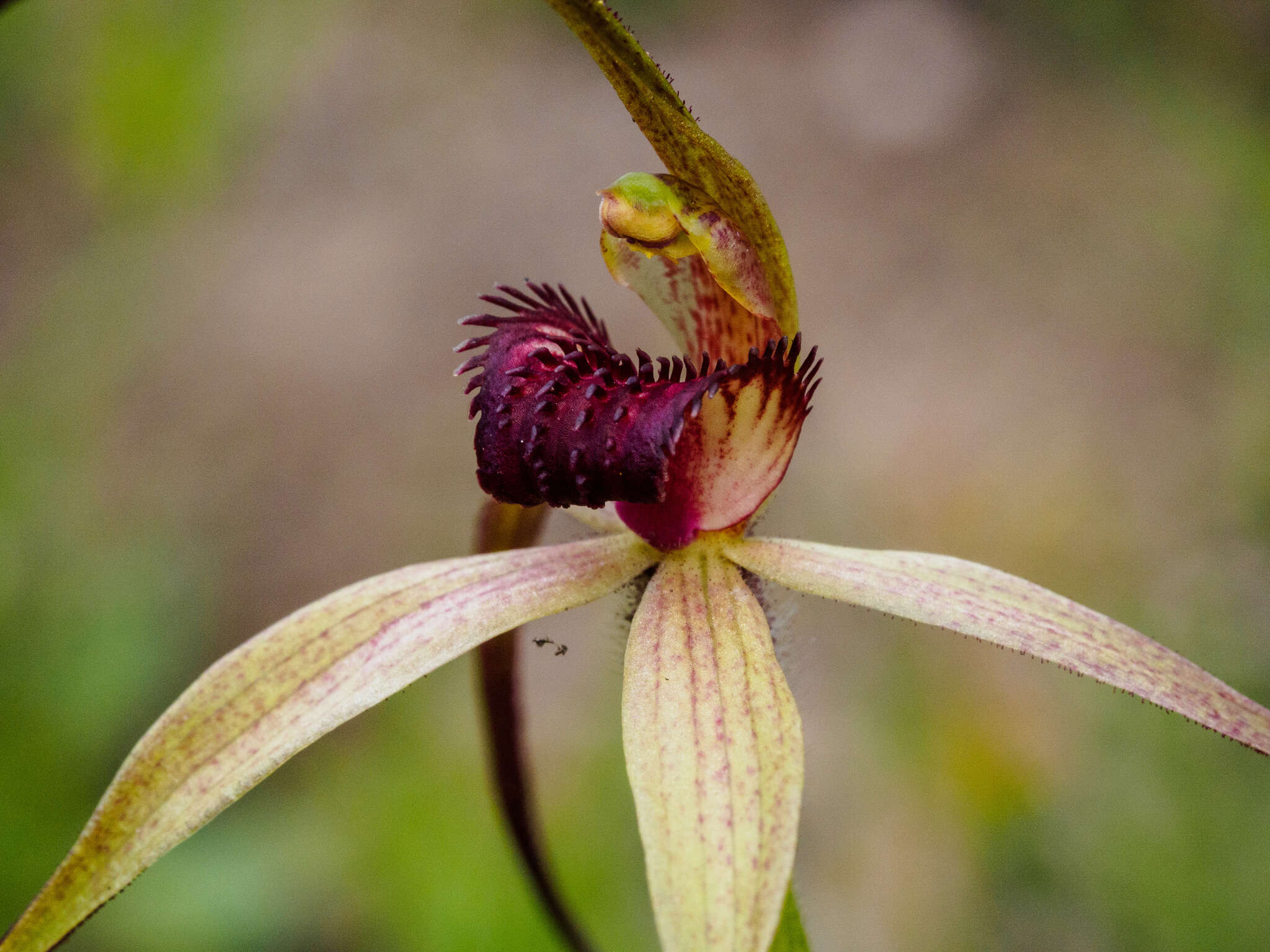 Image of Red-lipped spider orchid