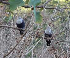 Image of Comoro Blue Pigeon