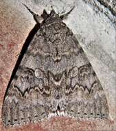 Image of red underwing