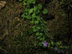 Image of Campanula arvatica subsp. adsurgens (Leresche & Levier) Damboldt