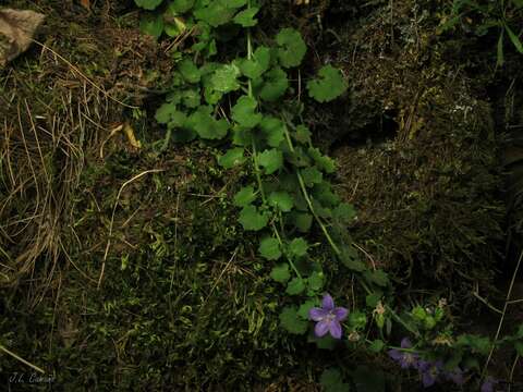 Image of Campanula arvatica Lag.